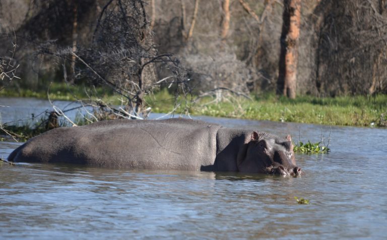 Lake-naivasha-destination-hippos-scaled