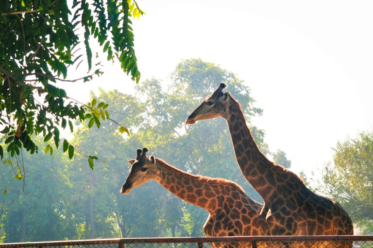 aryan-ghauri-dRKQ3SoPJTA-unsplash