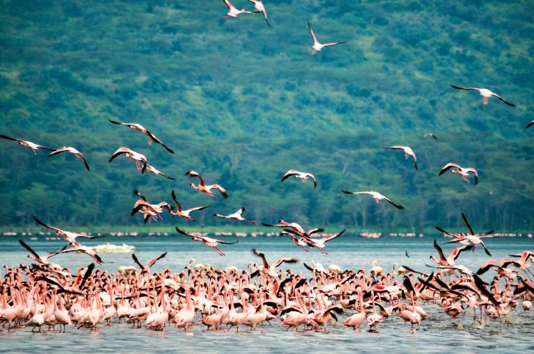 flamingos in the lake