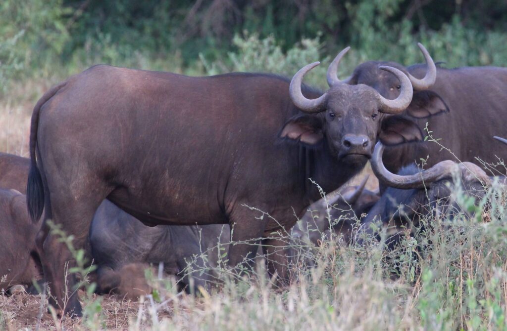 lake nakuru national park