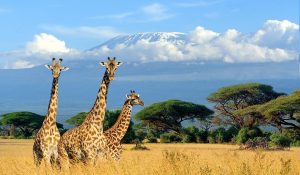 Amboseli giraffes