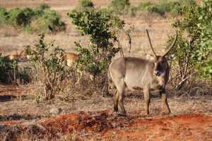 amboseli tsavo