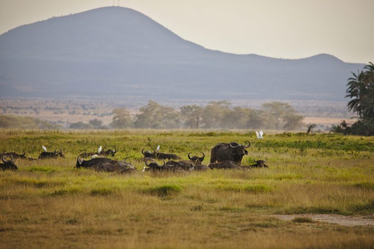 the wild in Amboseli