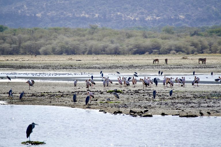 Lake Manyara Birds