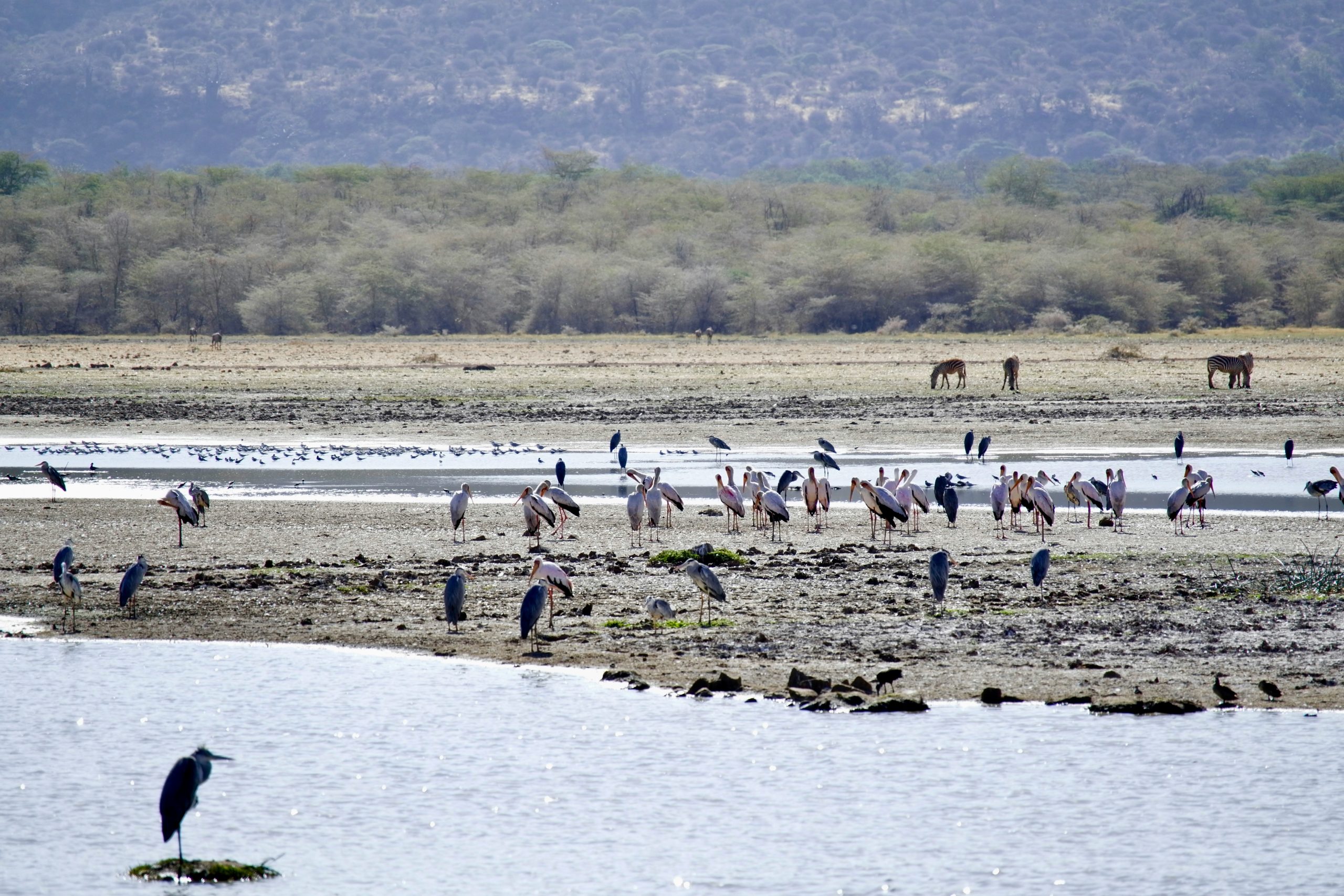 Lake Manyara Birds
