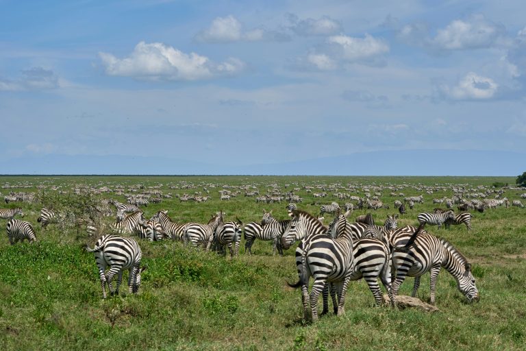 Ngorongoro conservation area