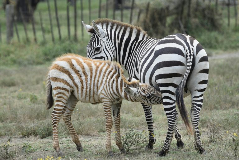 Baby & Mother Zebra