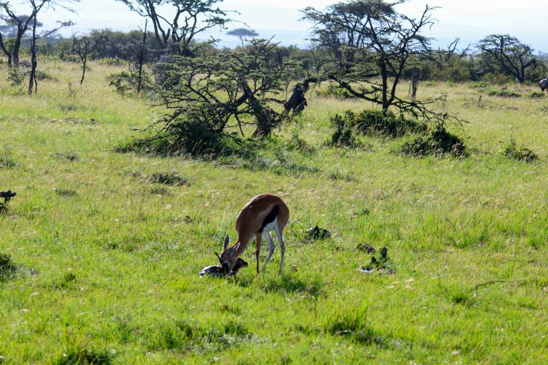 gazelle mother and child