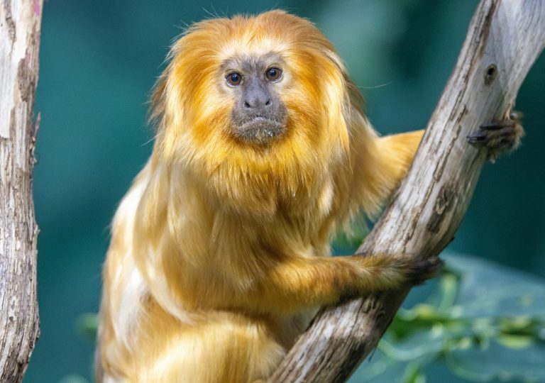 golden-monkey