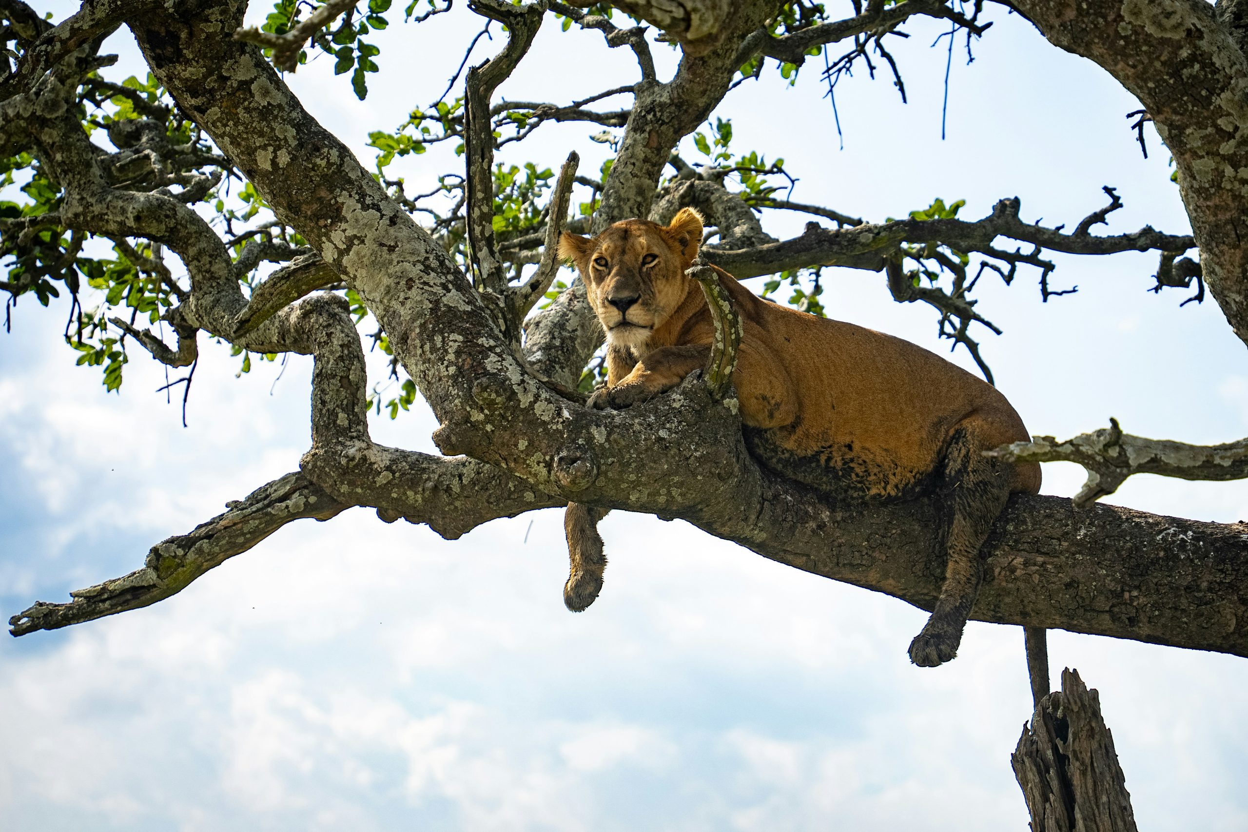 lion-on-top-of-tree