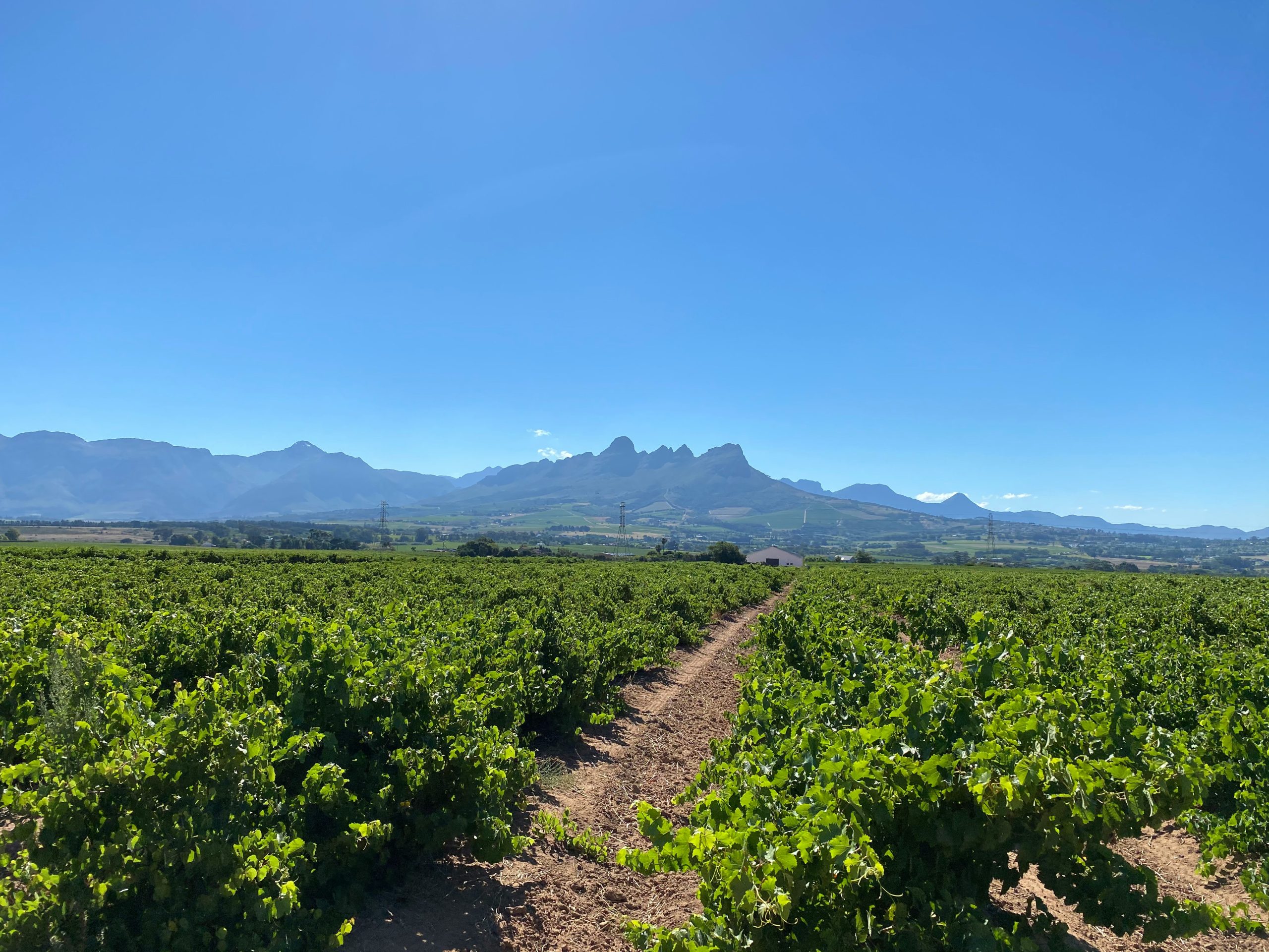 Stellenbosch Winelands -2