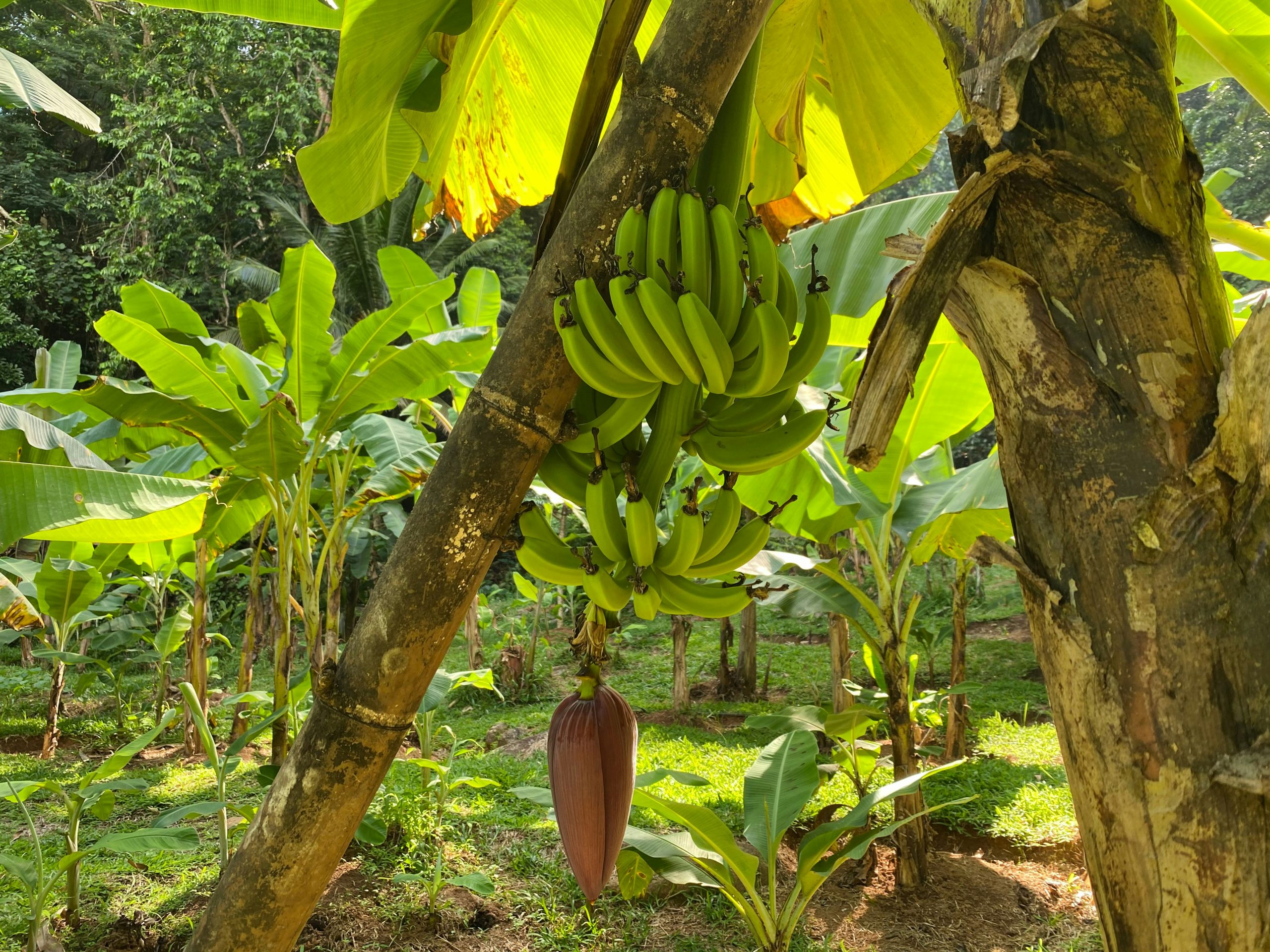 banana plantation