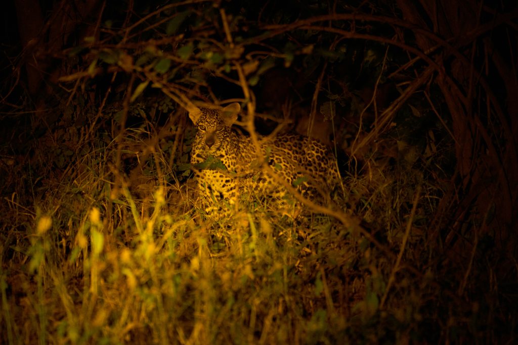 leopard at night