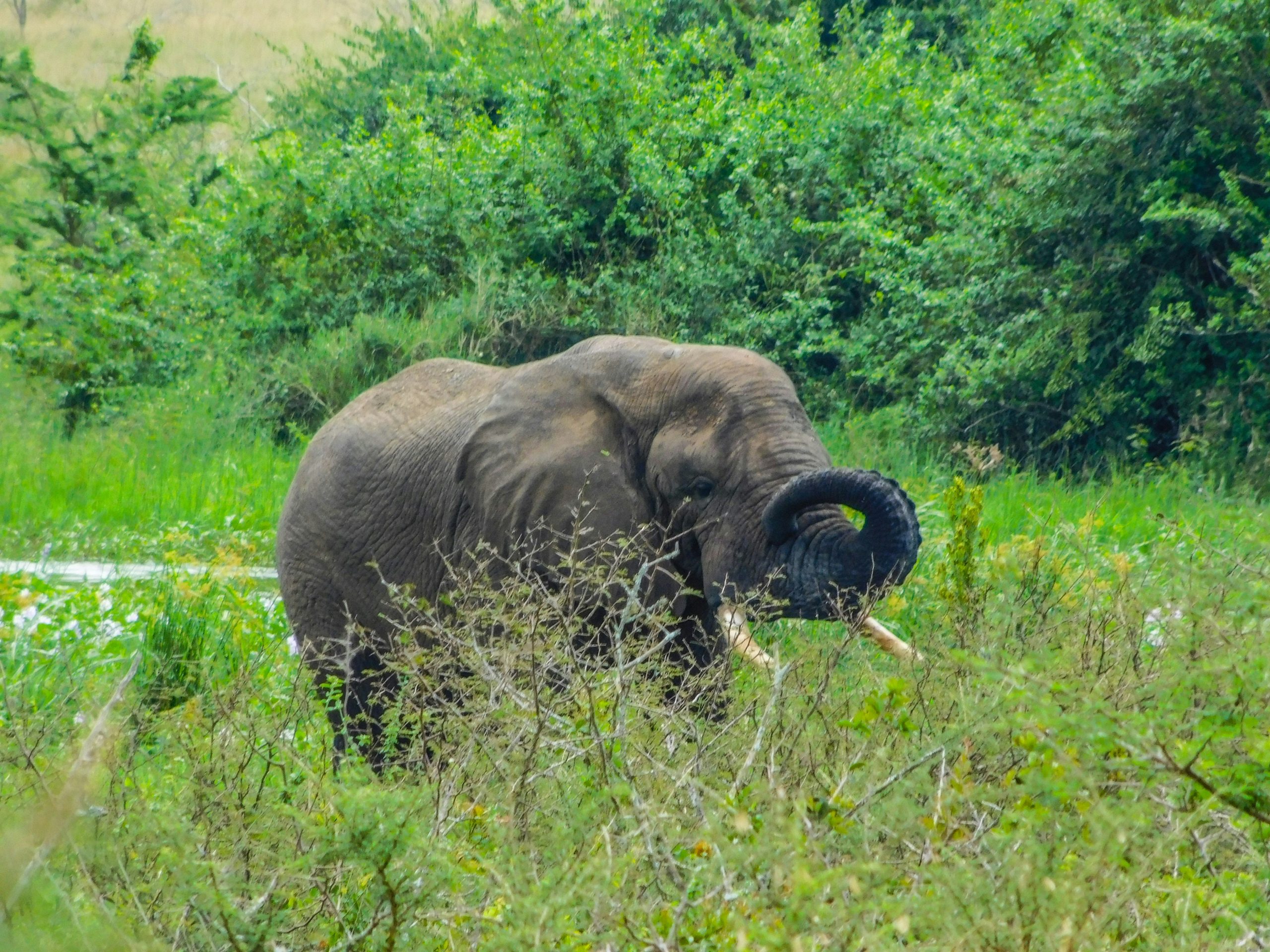 elephant in the wild