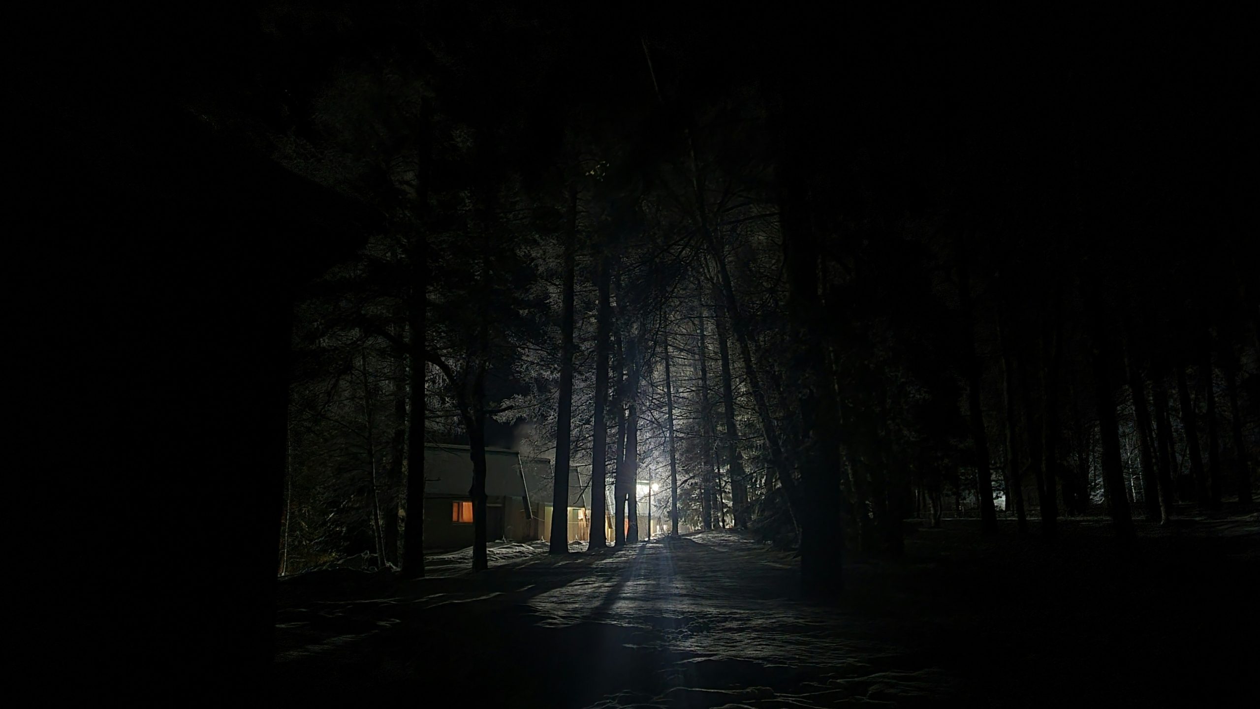 forest with light at night