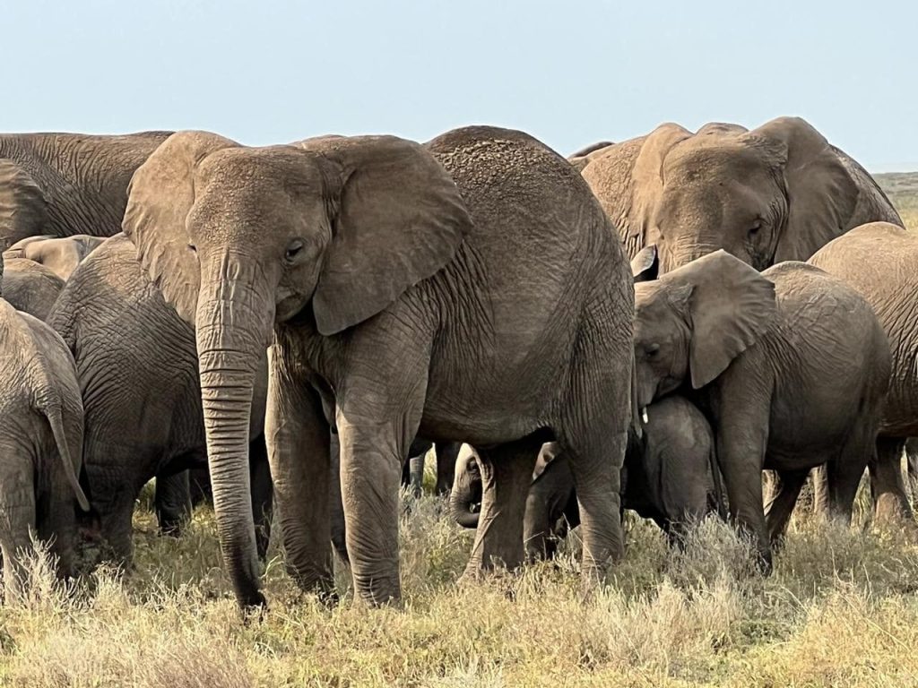 A herd of Elephants