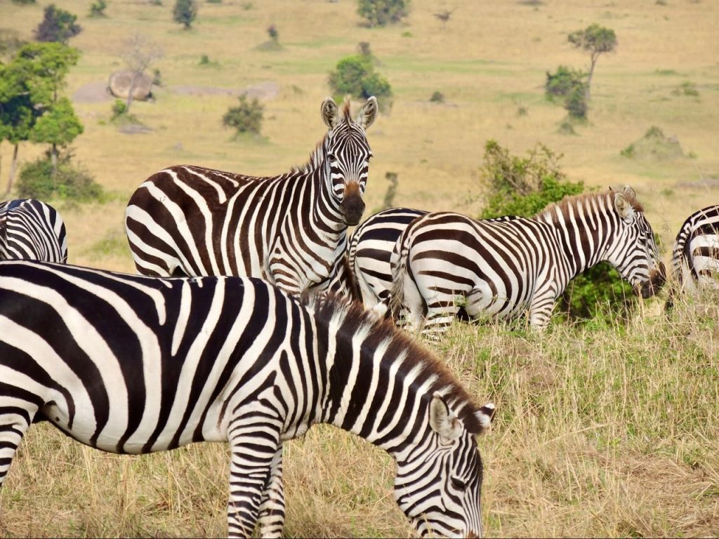 Zebras in the Savannah