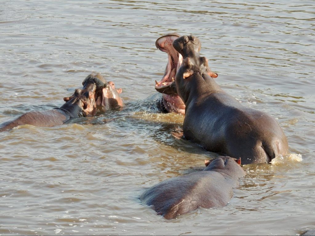 Hippos in a lake