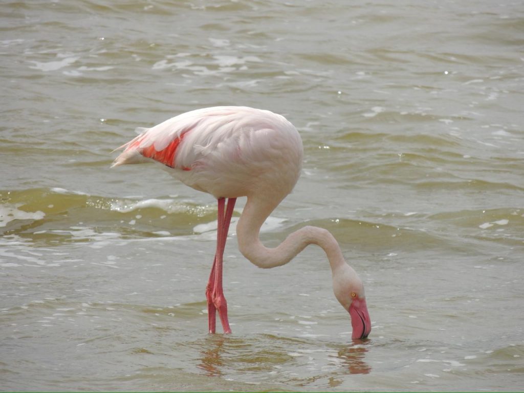 A Flamingo in a Lake