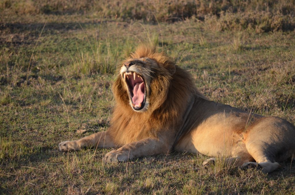 Male lion roaring in the Serengeti during a Cotis Safaris Big Five safari experience in Tanzania — luxury African safari for first-time visitors, Serengeti wildlife safari, Kenya and Tanzania safari package, African lion in the wild, Great Migration safari adventure, East Africa luxury travel experience.