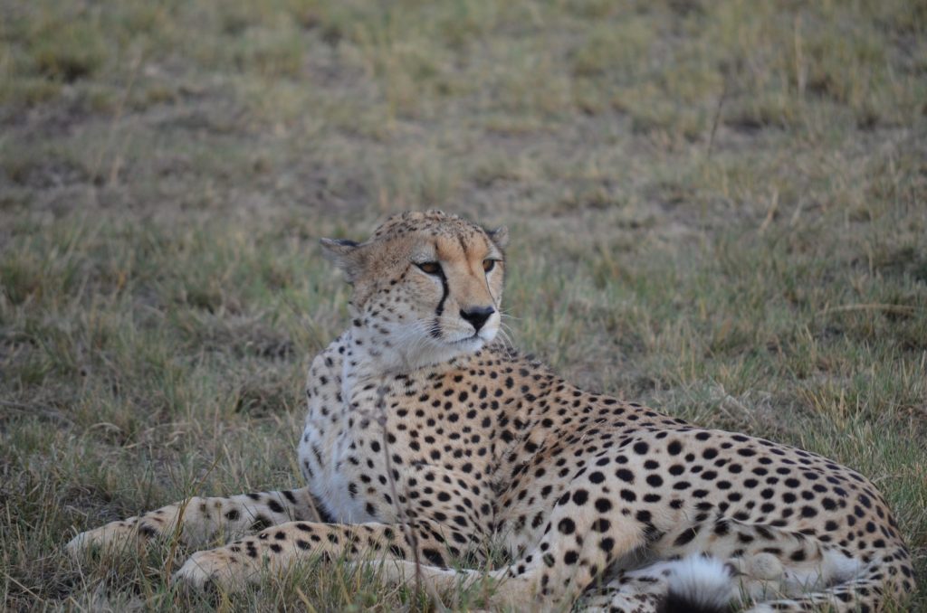 Cheetah resting in Serengeti National Park during a luxury African safari with Cotis Safaris, Tanzania wildlife tour, Big Five safari experience in East Africa