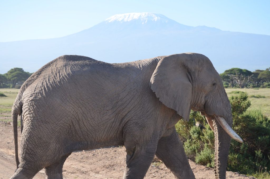 African elephant walking through Amboseli National Park with Mount Kilimanjaro in the background during a luxury Cotis Safaris wildlife safari in Kenya — ideal Big Five safari experience for first-time travelers visiting East Africa, Kenya and Tanzania safari adventure, elephant safari photography, African wildlife tour.