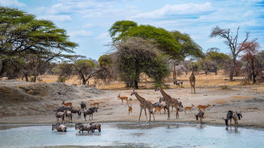 Herds of giraffes, wildebeest, and antelopes at a watering hole in Tarangire National Park, Tanzania – authentic African wildlife safari experience, Big Five safari destination, Tanzania safari tour with expert guides and luxury game drives