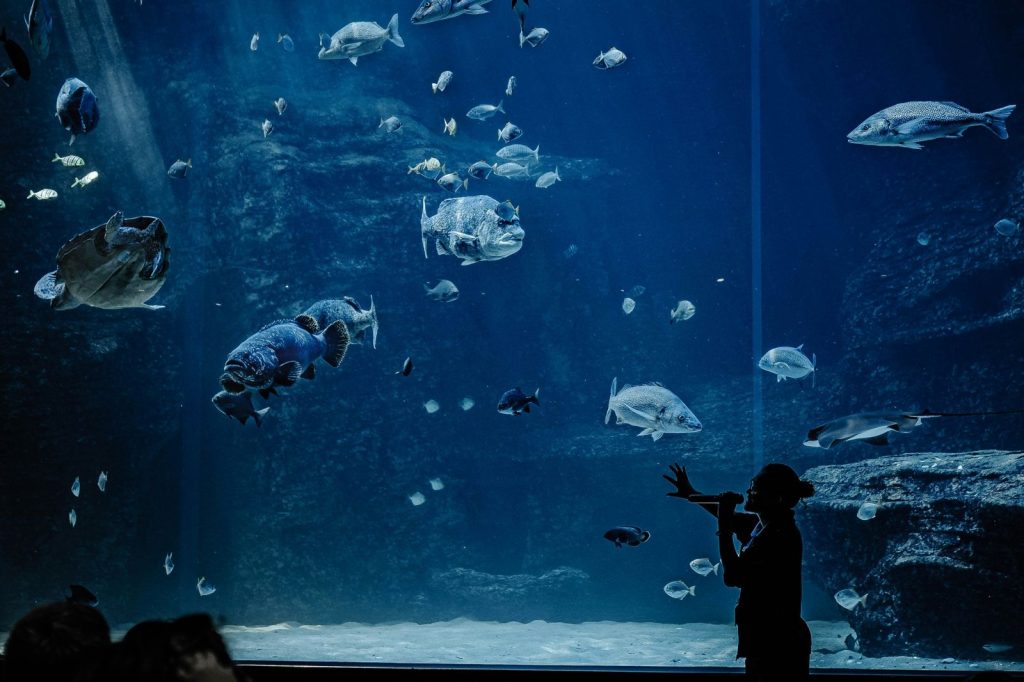Two Oceans Aquarium, Dock Road, Victoria & Alfred Waterfront, Cape Town, South Africa